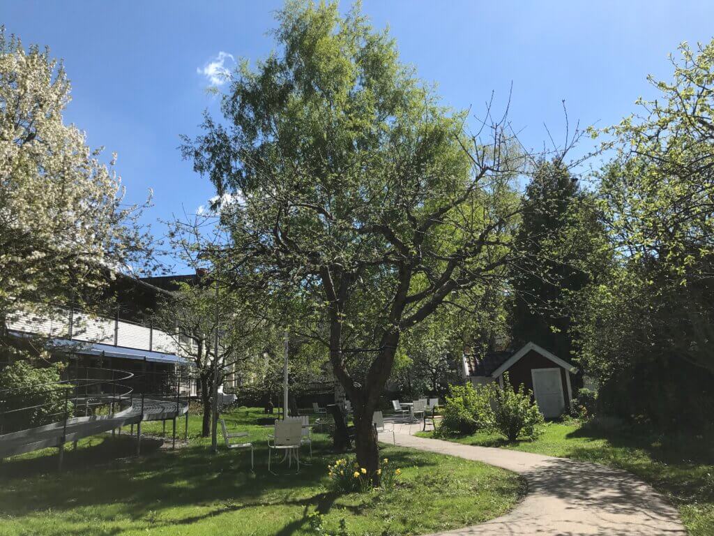 Den vårgröna innegården med körsbärsträdet i blom